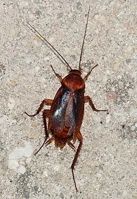 Oriental Cockroach